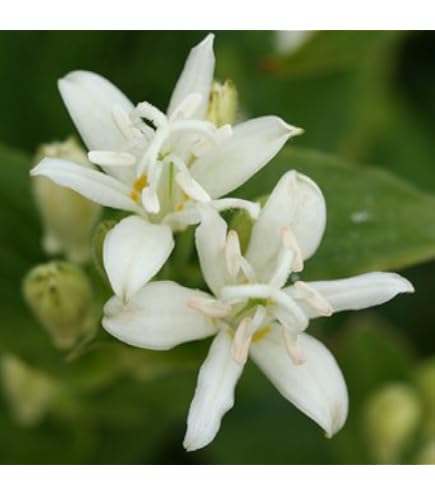 Amazon | [ 山野草苗 ] ホトトギス「妖精」 | 花